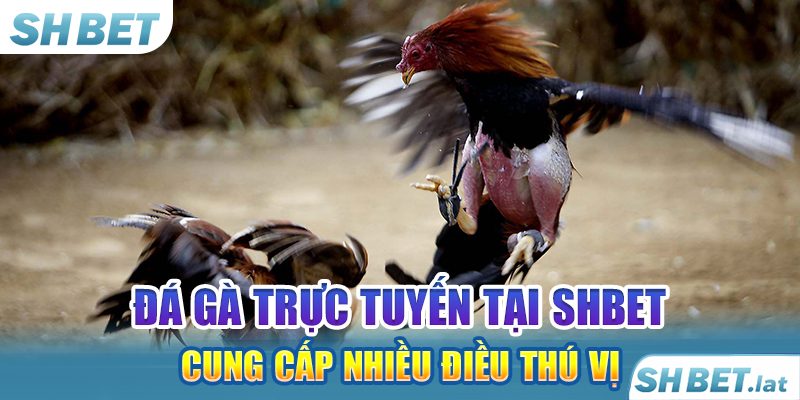 Đá gà trực tuyến tại SHBET cung cấp nhiều điều thú vị