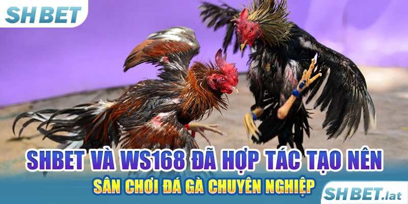 SHBET và WS168 đã hợp tác tạo nên sân chơi đá gà chuyên nghiệp