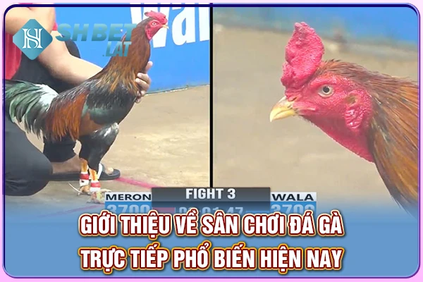 Giới thiệu về sân chơi đá gà trực tiếp phổ biến hiện nay