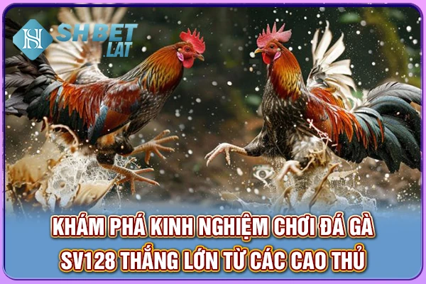 Khám phá kinh nghiệm chơi đá gà SV128 thắng lớn từ các cao thủ