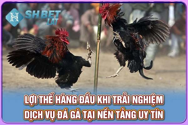 Lợi thế hàng đầu khi trải nghiệm dịch vụ đá gà tại nền tảng uy tín