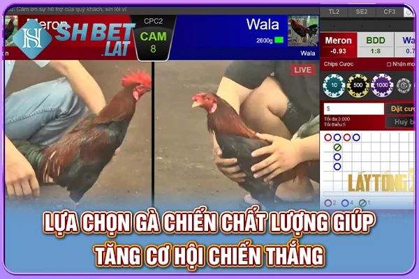 Lựa chọn gà chiến chất lượng giúp tăng cơ hội chiến thắng