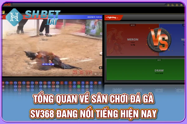 Tổng quan về sân chơi đá gà SV368 đang nổi tiếng hiện nay