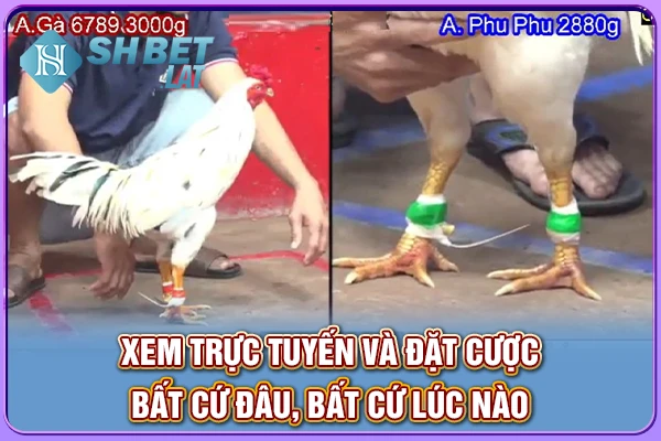 Xem trực tuyến và đặt cược bất cứ đâu, bất cứ lúc nào